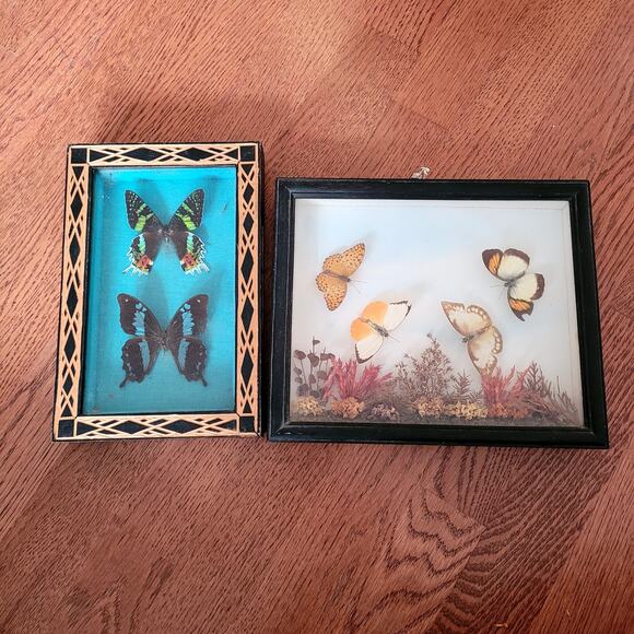 Vtg Butterfly Taxidermy Framed Set of 2 - Picture 1 of 11